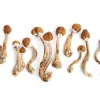 Looking to buy Golden Mammoth Magic Mushrooms online? You’ve come to the right place. At BestDMTShopOnline.com, we offer high-quality, organically cultivated Golden Mammoth mushrooms